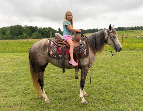 HorseID: 2315444 New Day Dawning H - PhotoID: 1101577
