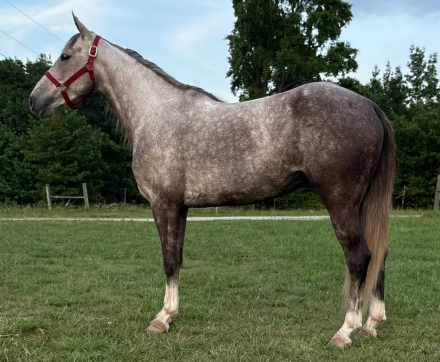 HorseID: 2315444 New Day Dawning H - PhotoID: 1101578