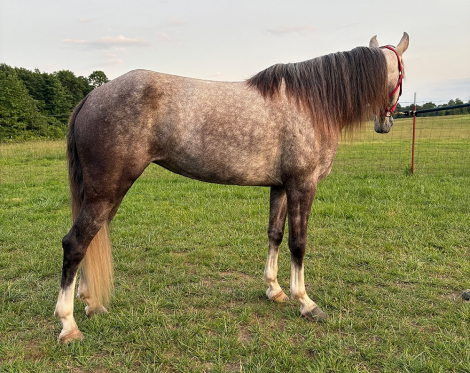 HorseID: 2315444 New Day Dawning H - PhotoID: 1101579