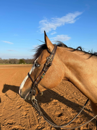 HorseID: 2315445 Dun Gotta Dazzle - PhotoID: 1101581