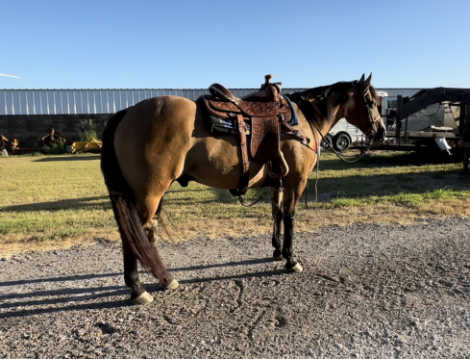 HorseID: 2315445 Dun Gotta Dazzle - PhotoID: 1101582