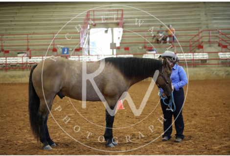 HorseID: 2315445 Dun Gotta Dazzle - PhotoID: 1101583
