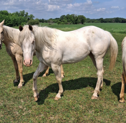 HorseID: 2315446 Sapphires n Silk Kid - PhotoID: 1101584
