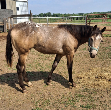 HorseID: 2315447 Sugar N Spice Kid - PhotoID: 1101588