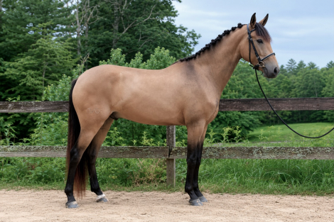 HorseID: 2315448 Tapatio - PhotoID: 1101589