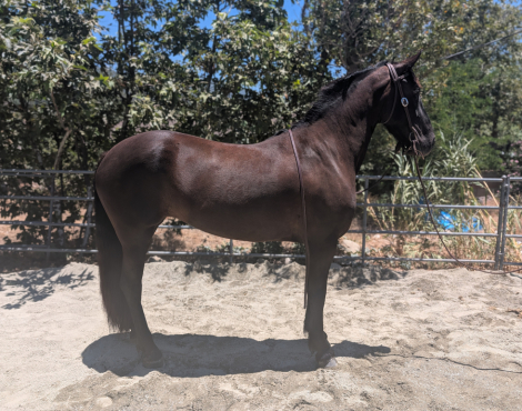 HorseID: 2315451 V - PhotoID: 1101591