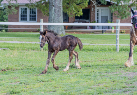 HorseID: 2315453 A Star Is Born (Dahlia) - PhotoID: 1101592