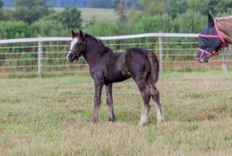 HorseID: 2315453 A Star Is Born (Dahlia) - PhotoID: 1101593