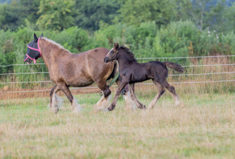 HorseID: 2315453 A Star Is Born (Dahlia) - PhotoID: 1101594