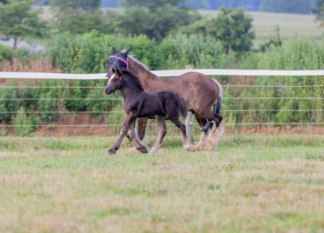 HorseID: 2315453 A Star Is Born (Dahlia) - PhotoID: 1101595