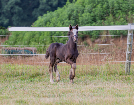HorseID: 2315453 A Star Is Born (Dahlia) - PhotoID: 1101596