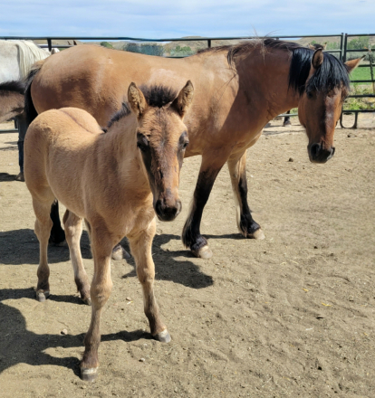 HorseID: 2315456 *SOLD* Andy Mac of Bonneville's Crossing - PhotoID: 1101597