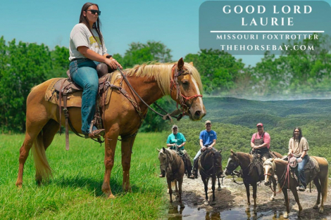 HorseID: 2315457 Good Lord Laurie - PhotoID: 1101598