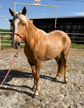 HorseID: 2315457 Good Lord Laurie - PhotoID: 1101600