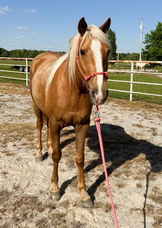 HorseID: 2315457 Good Lord Laurie - PhotoID: 1101601