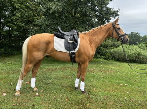 HorseID: 2315461 Benvolio - PhotoID: 1101604