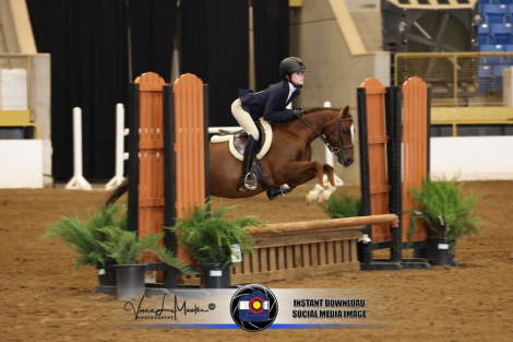 HorseID: 2315462 Amber Hill’s Frankly My Dear - PhotoID: 1101607