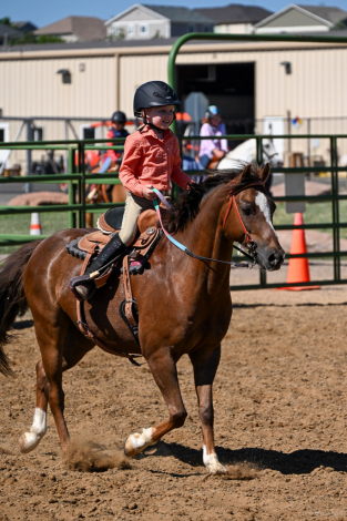 HorseID: 2315462 Amber Hill’s Frankly My Dear - PhotoID: 1101608