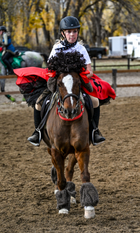 HorseID: 2315462 Amber Hill’s Frankly My Dear - PhotoID: 1101609