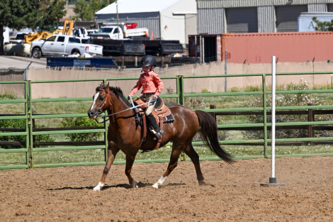HorseID: 2315462 Amber Hill’s Frankly My Dear - PhotoID: 1101611