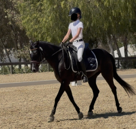 HorseID: 2315464 Trixie - PhotoID: 1101615