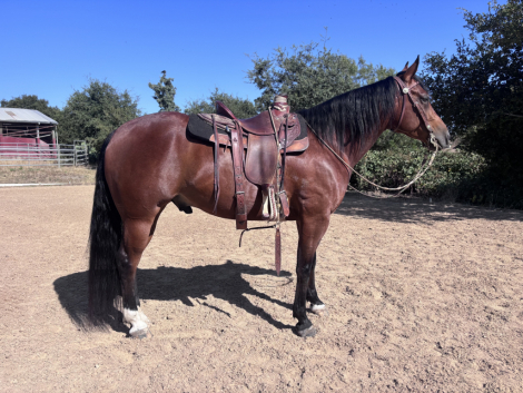 HorseID: 2315465 Whiz Van Shine - PhotoID: 1101616