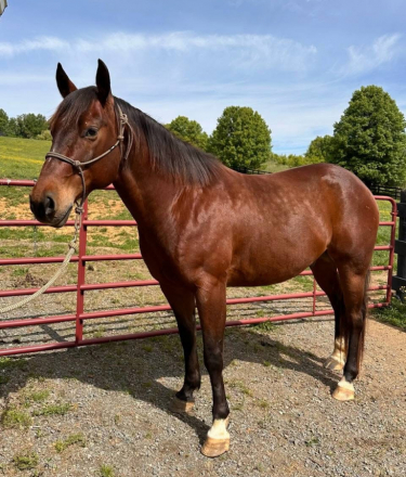 HorseID: 2315467 Tommy - PhotoID: 1101617