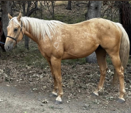 HorseID: 2315468 Pete - PhotoID: 1101618