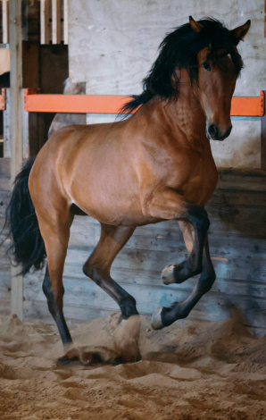 HorseID: 2315470 Atrevido Mango - PhotoID: 1101620