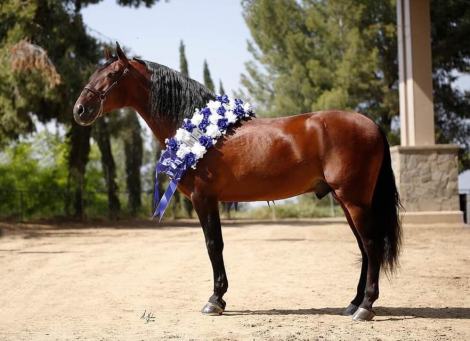 HorseID: 2315470 Atrevido Mango - PhotoID: 1101621