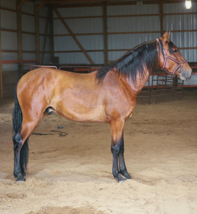 HorseID: 2315470 Atrevido Mango - PhotoID: 1101622