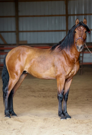 HorseID: 2315470 Atrevido Mango - PhotoID: 1101623