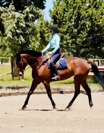 HorseID: 2315472 HS Aleizshia - PhotoID: 1101624