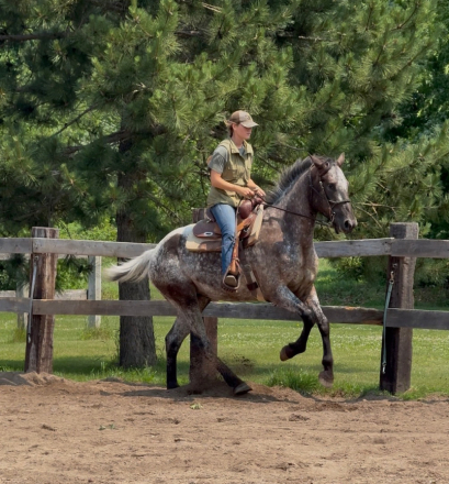 HorseID: 2315475 Center View Eclipse - PhotoID: 1101625
