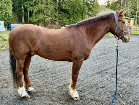 HorseID: 2315484 Mick the Mustang loves trails! - PhotoID: 1101522