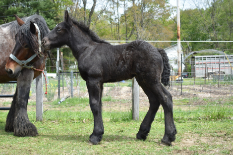 HorseID: 2315491 Dozer - PhotoID: 1101630