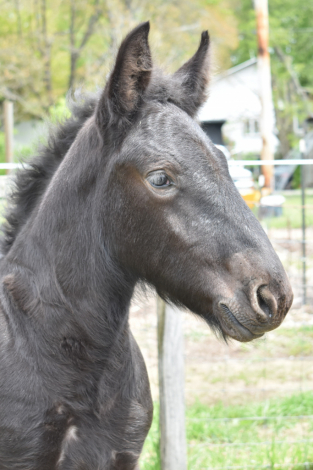 HorseID: 2315491 Dozer - PhotoID: 1101631