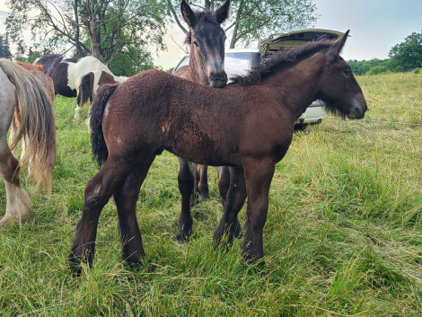 HorseID: 2315491 Dozer - PhotoID: 1101632