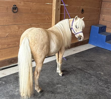 HorseID: 2315501 Little America's PQ Golden Echo - PhotoID: 1101635
