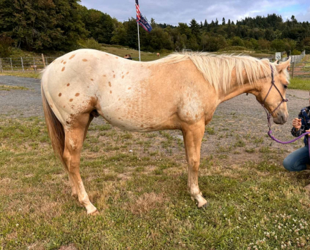 HorseID: 2315503 Palomino Blanket Appy Colt - PhotoID: 1101636