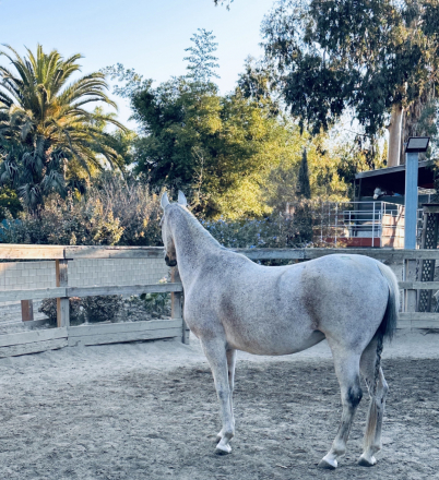 HorseID: 2315506 Purebred Arabian Mare - PhotoID: 1101642