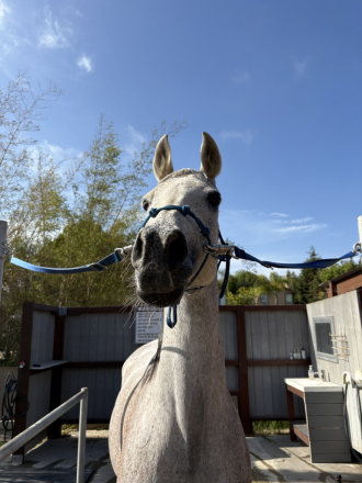 HorseID: 2315506 Purebred Arabian Mare - PhotoID: 1101643