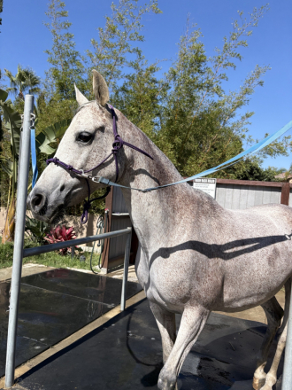 HorseID: 2315506 Purebred Arabian Mare - PhotoID: 1101644