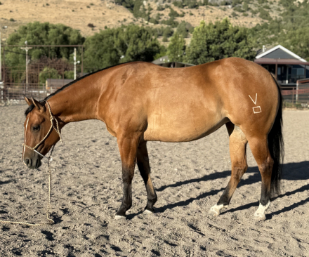 HorseID: 2315508 VD SHININ REAL GUN - PhotoID: 1102361