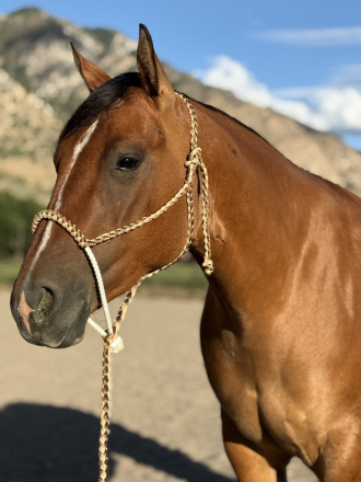 HorseID: 2315508 VD SHININ REAL GUN - PhotoID: 1102362