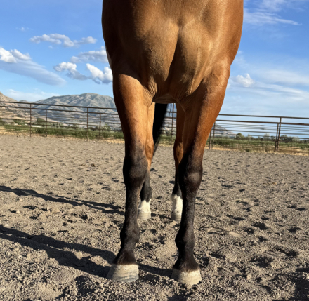 HorseID: 2315508 VD SHININ REAL GUN - PhotoID: 1102363
