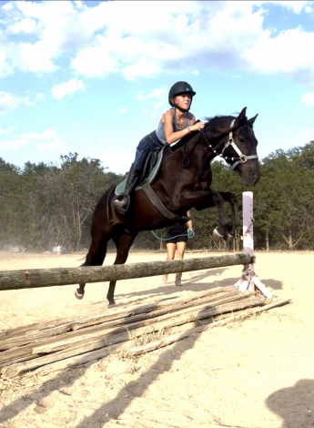 HorseID: 2315511 Oakley - PhotoID: 1101648