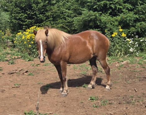 HorseID: 2315522 Syra - PhotoID: 1101655