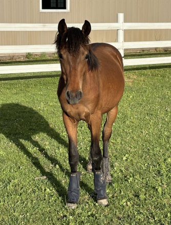 HorseID: 2315530 GTMR Asher - PhotoID: 1101658