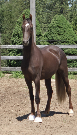 HorseID: 2315534 Enchanting Evening - PhotoID: 1101659